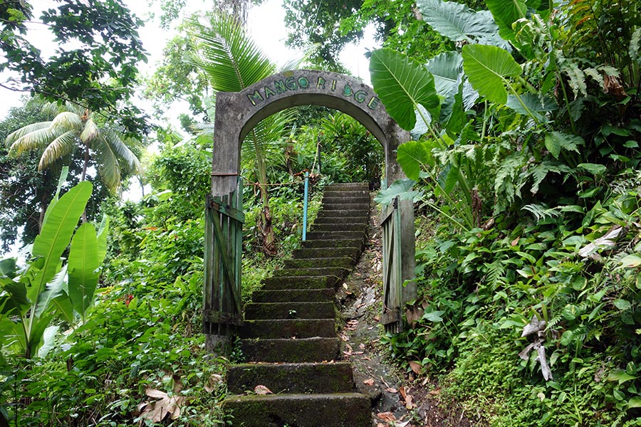 mango-ridge-port-antonio-jamaica-5_road-affair