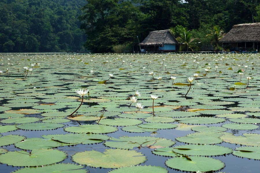 One of the "attractions" on the Rio Dulce to Livingston tour.