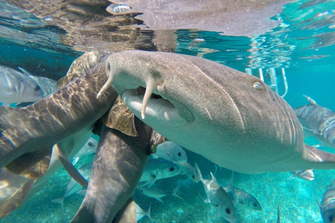 Close up of nurse sharks at Hol Chan Marine Reserve in Belize