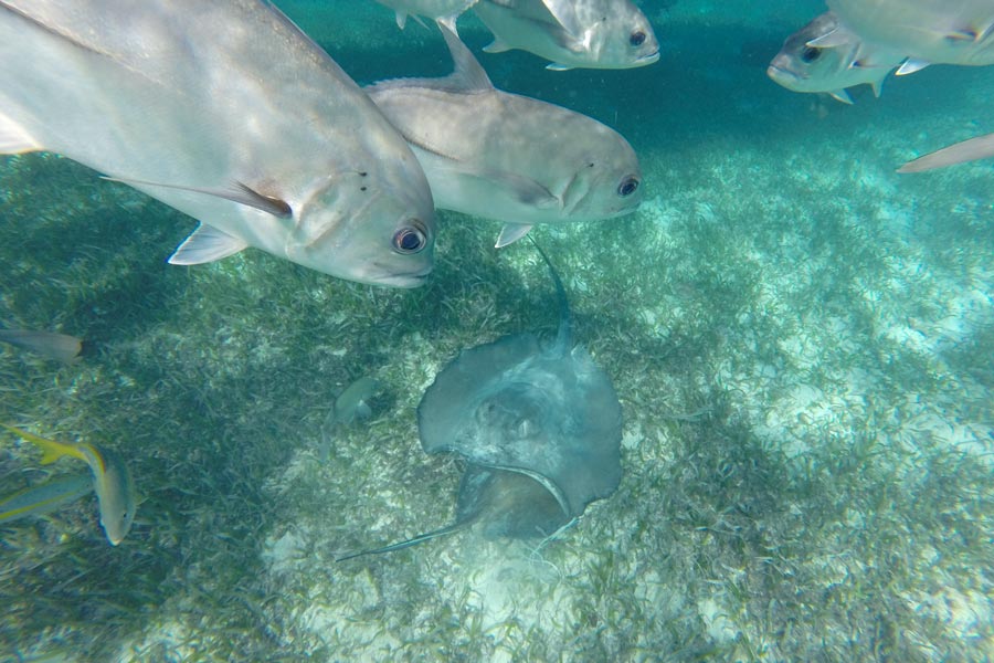 School of fish and sting ray at Hol Chan Marine Reserve in Belize