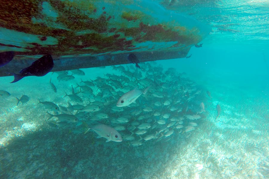School of fish under boat at Hol Chan Marine Reserve in Belize
