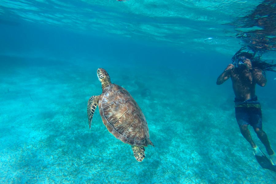 Turtle swimming at Hol Chan Marine Reserve in Belize