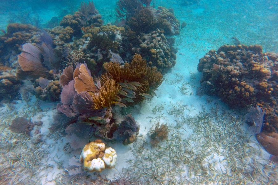 Corals at Hol Chan Marine Reserve in Belize