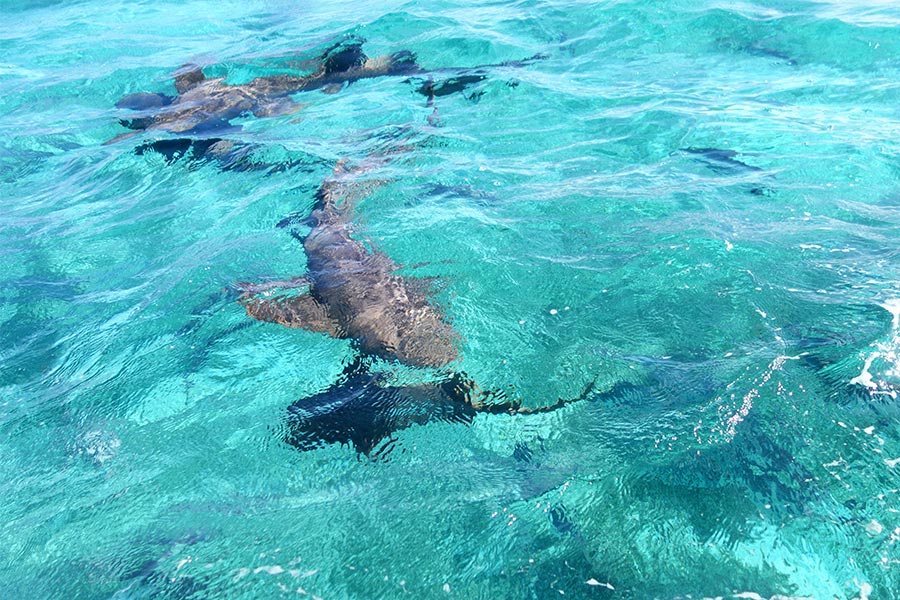 Nurse sharks at Hol Chan Marine Reserve in Belize