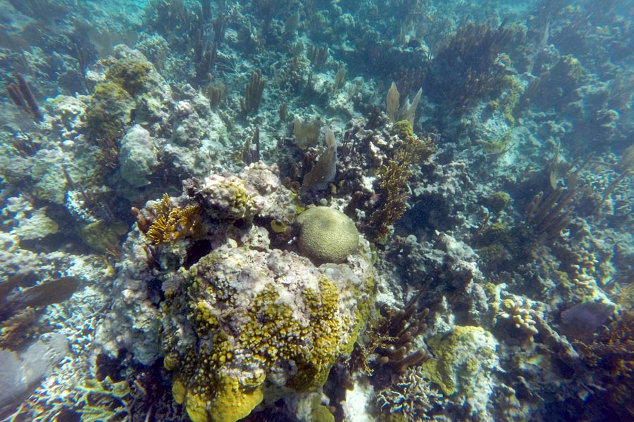 Corals at Hol Chan Marine Reserve in Belize