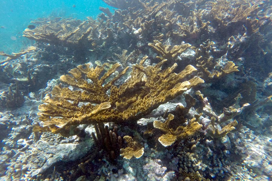 Corals at Hol Chan Marine Reserve in Belize