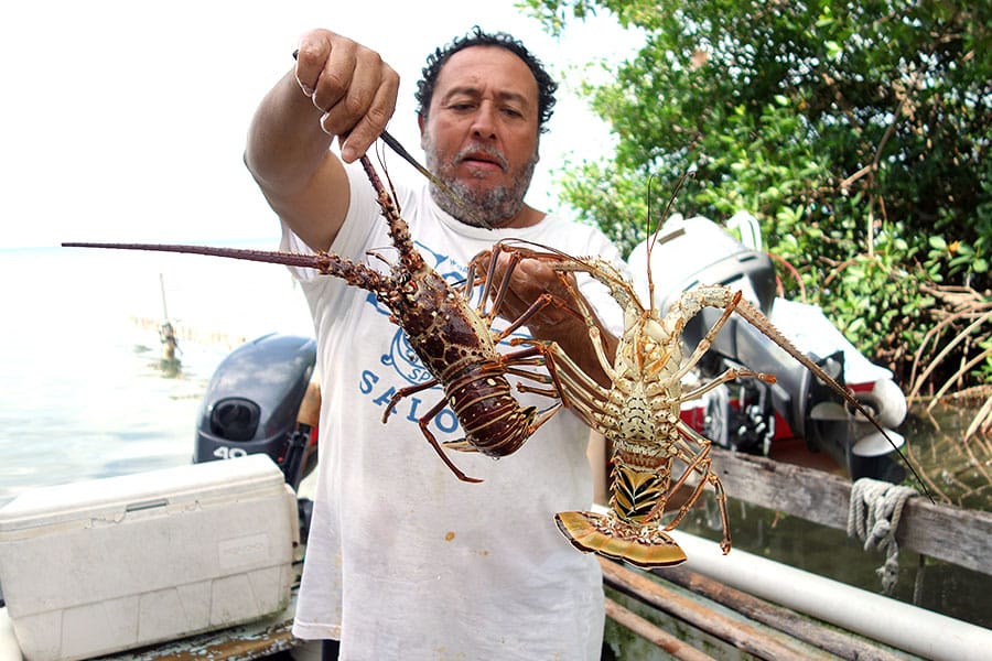 Local Fisherman selling Lobster in Caye Caulker