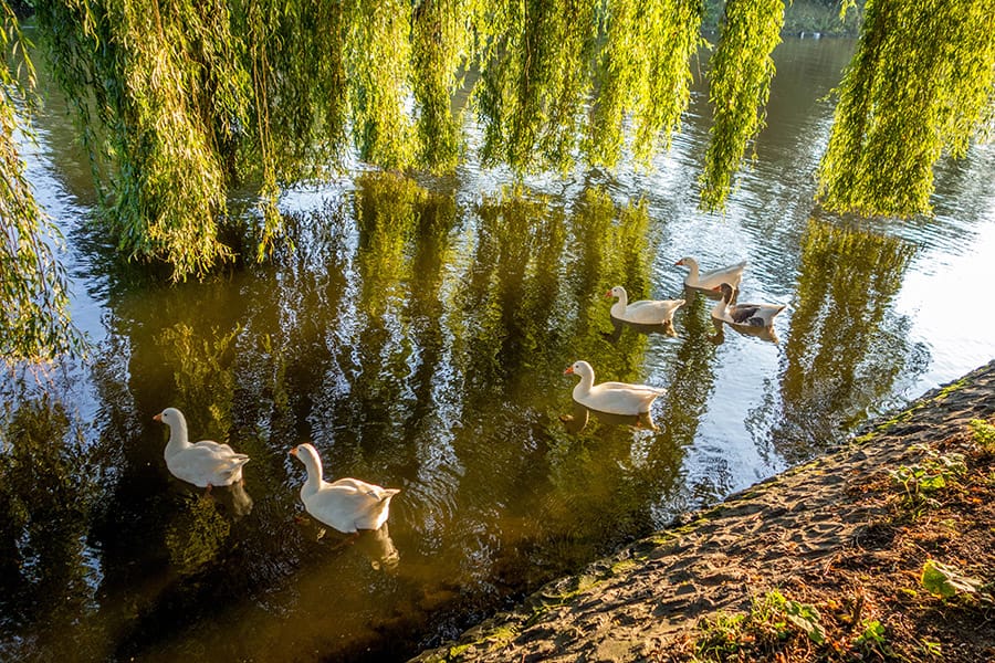 Vondelpark in Amsterdam