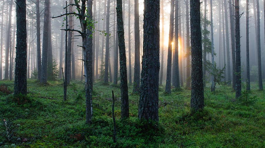 Forest in Estonia
