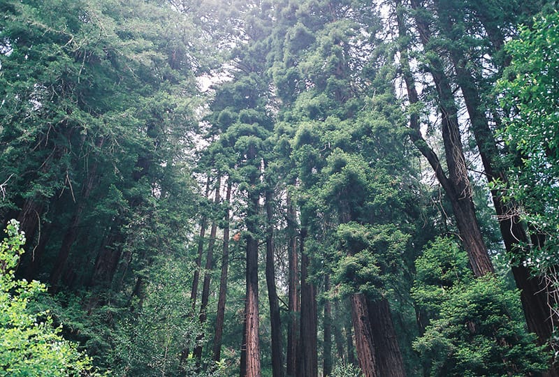 Redwoods in San Francisco