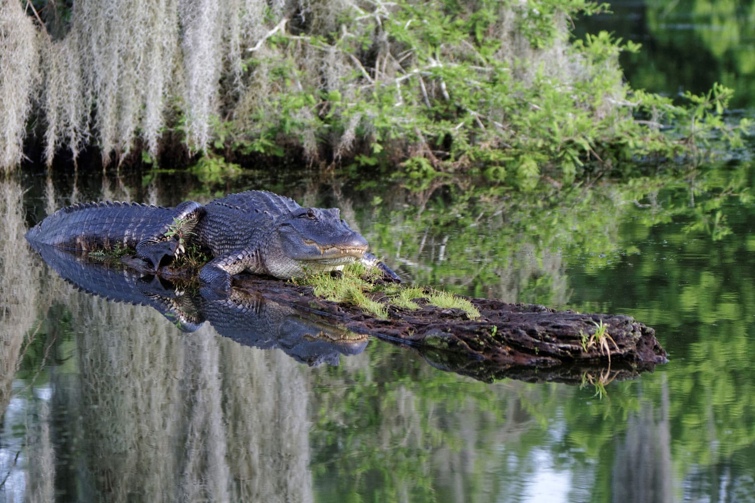 Everglades National Park, Florida, USA