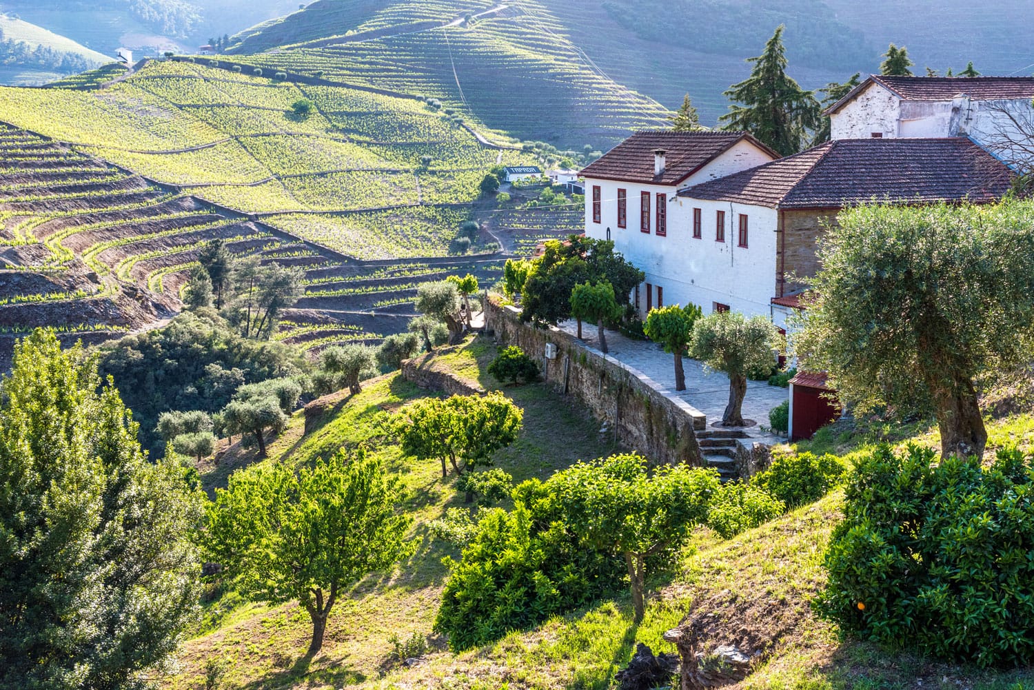 Landscape of the Douro river regionin Portugal - Vineyards