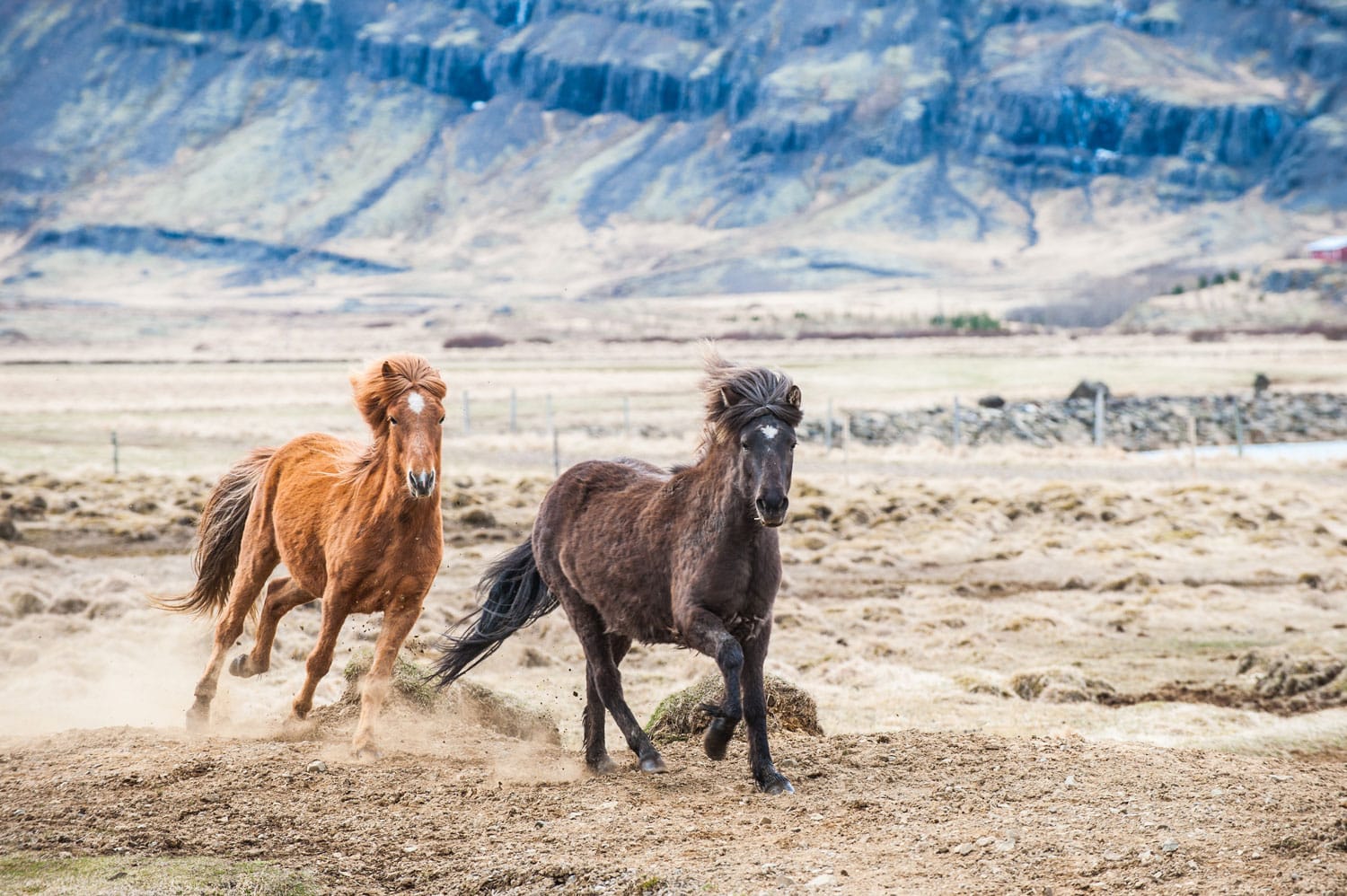 Galloping horse in Iceland