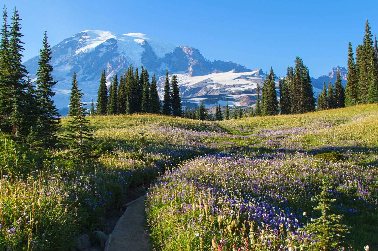 A scenic view of Mount Rainier with wild flowers and lupines growing in the late summer months