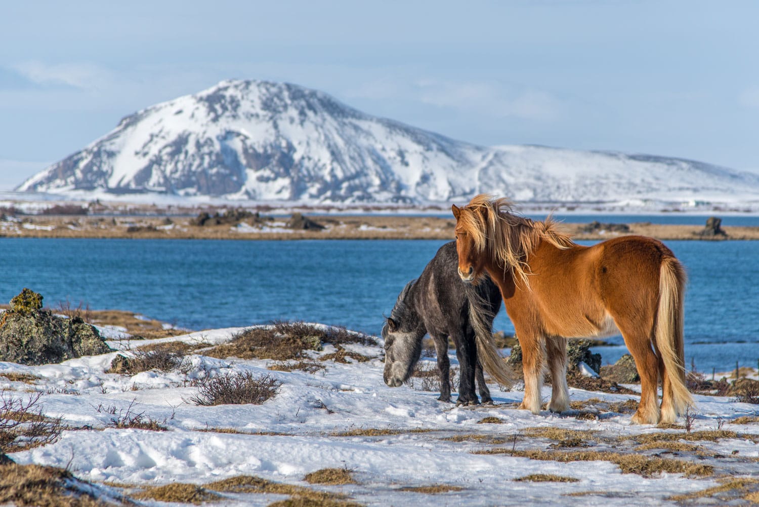 Icelandic horses on the side of Myvatn lake, Iceland
