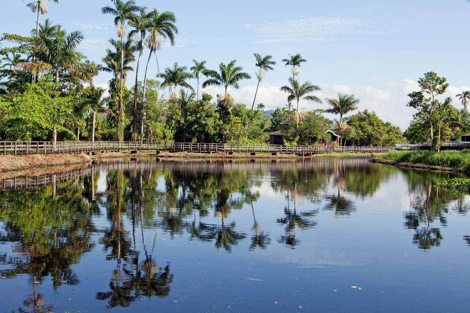 Palm Reserve in Jamaica