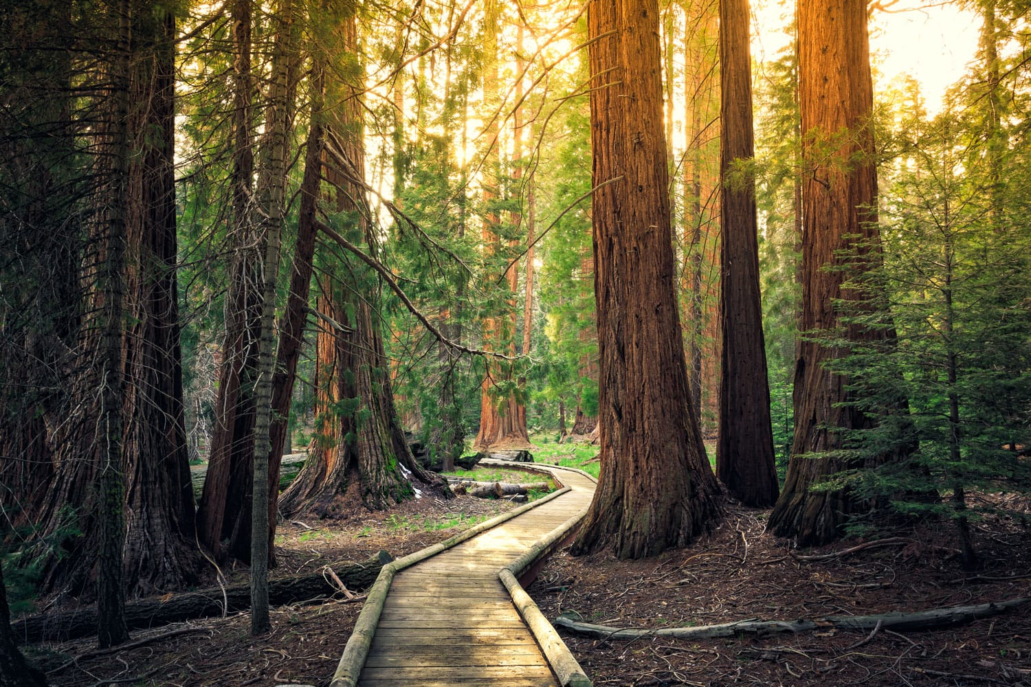 Sunset on the Forest Path, Sequoia National Park, California