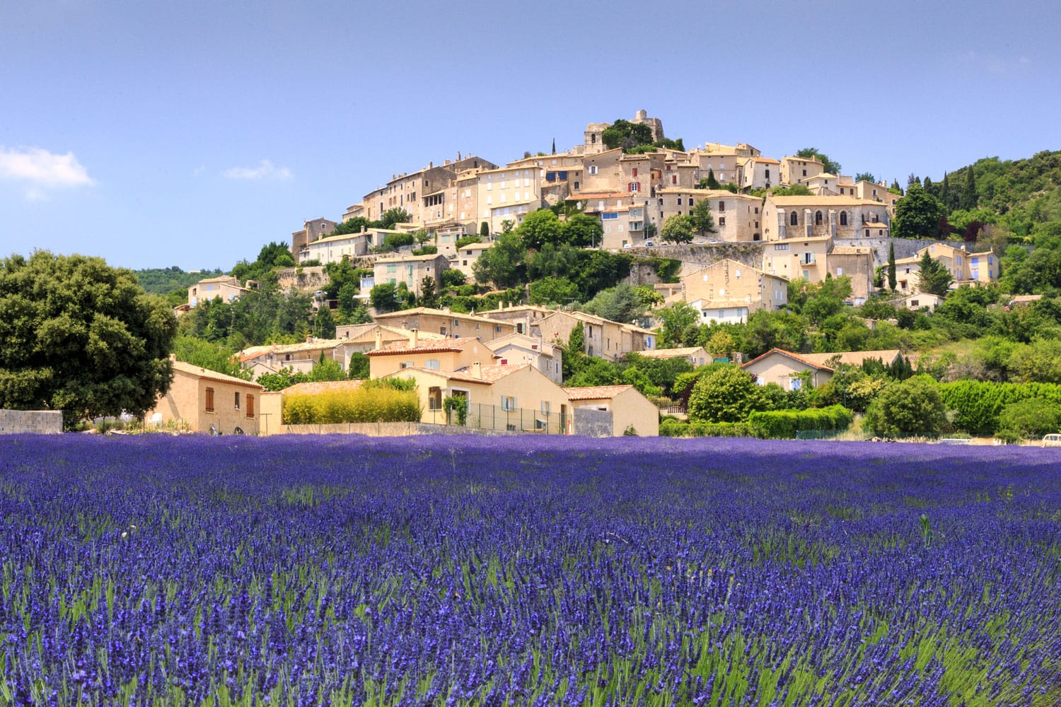 Lavender field and Simiane la rotonde village in Provence France