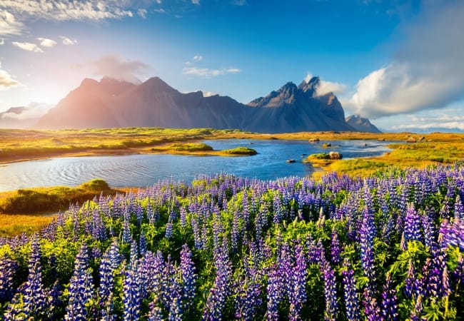 Blooming lupine flowers on the Stokksnes headland on the southeastern Icelandic coast, Iceland.