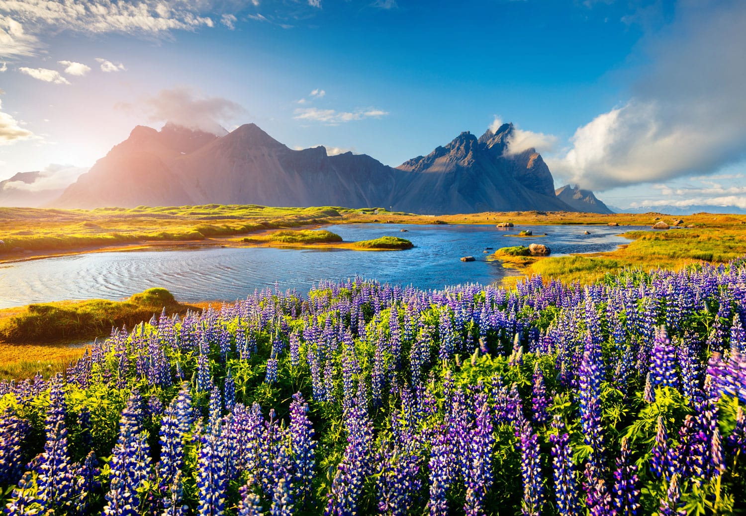 Blooming lupine flowers on the Stokksnes headland on the southeastern Icelandic coast, Iceland.