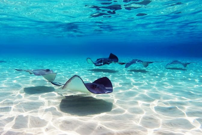 Stingrays at stingray city in Grand Cayman Islands
