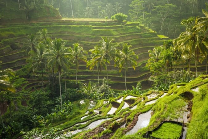 Beautiful rice terraces in the morning light near Tegallalang village, Ubud, Bali, Indonesia.