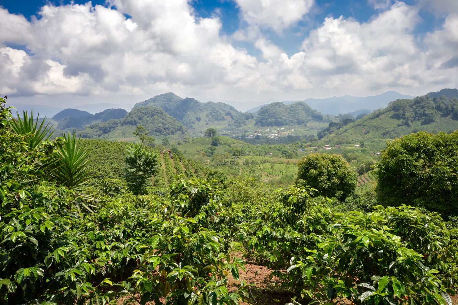 Coffee plantations in the highlands of western Honduras