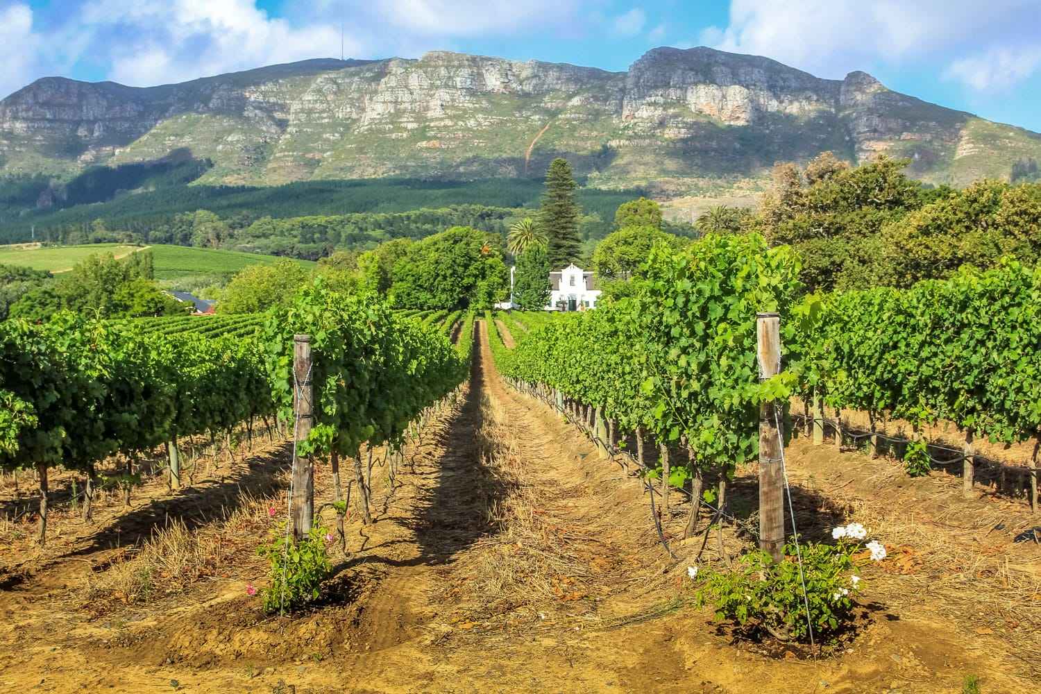 Rows of grapes in picturesque Stellenbosch wine region in South Africa with Thelema Mountain as a backdrop