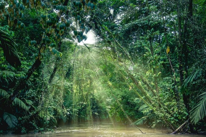 Tortuguero National Park, Costa Rica, view of the rainforest from a boat in the canals