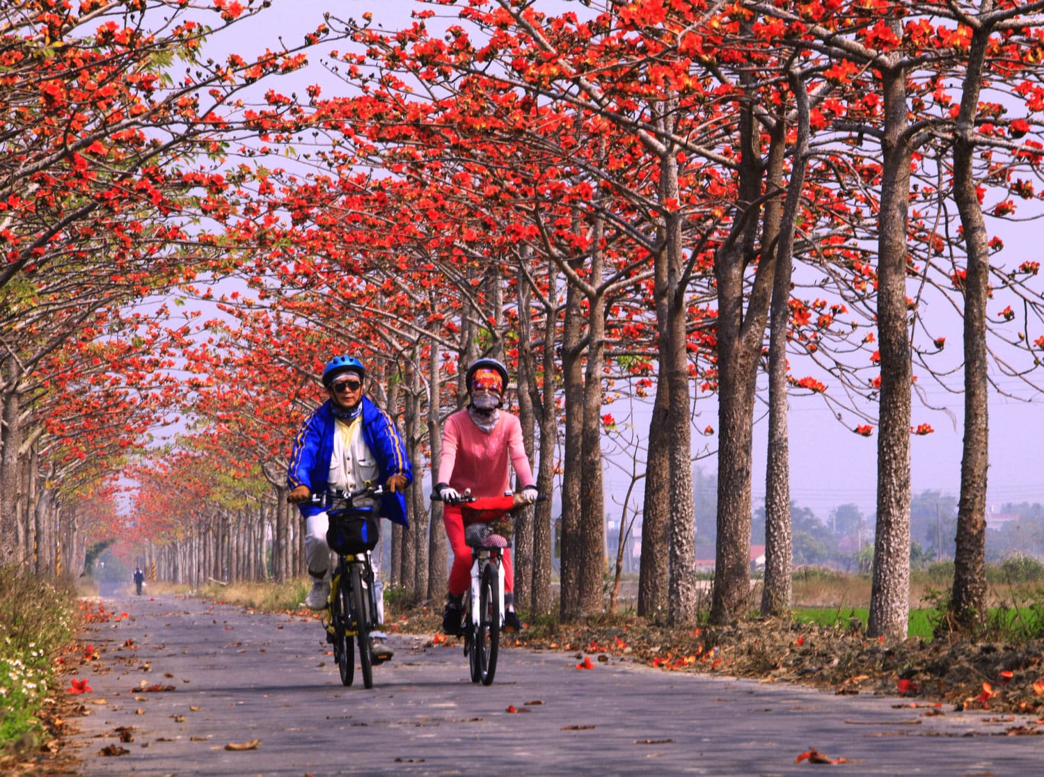 Cycling on the Baihe Cotton Tree Path in Taiwan