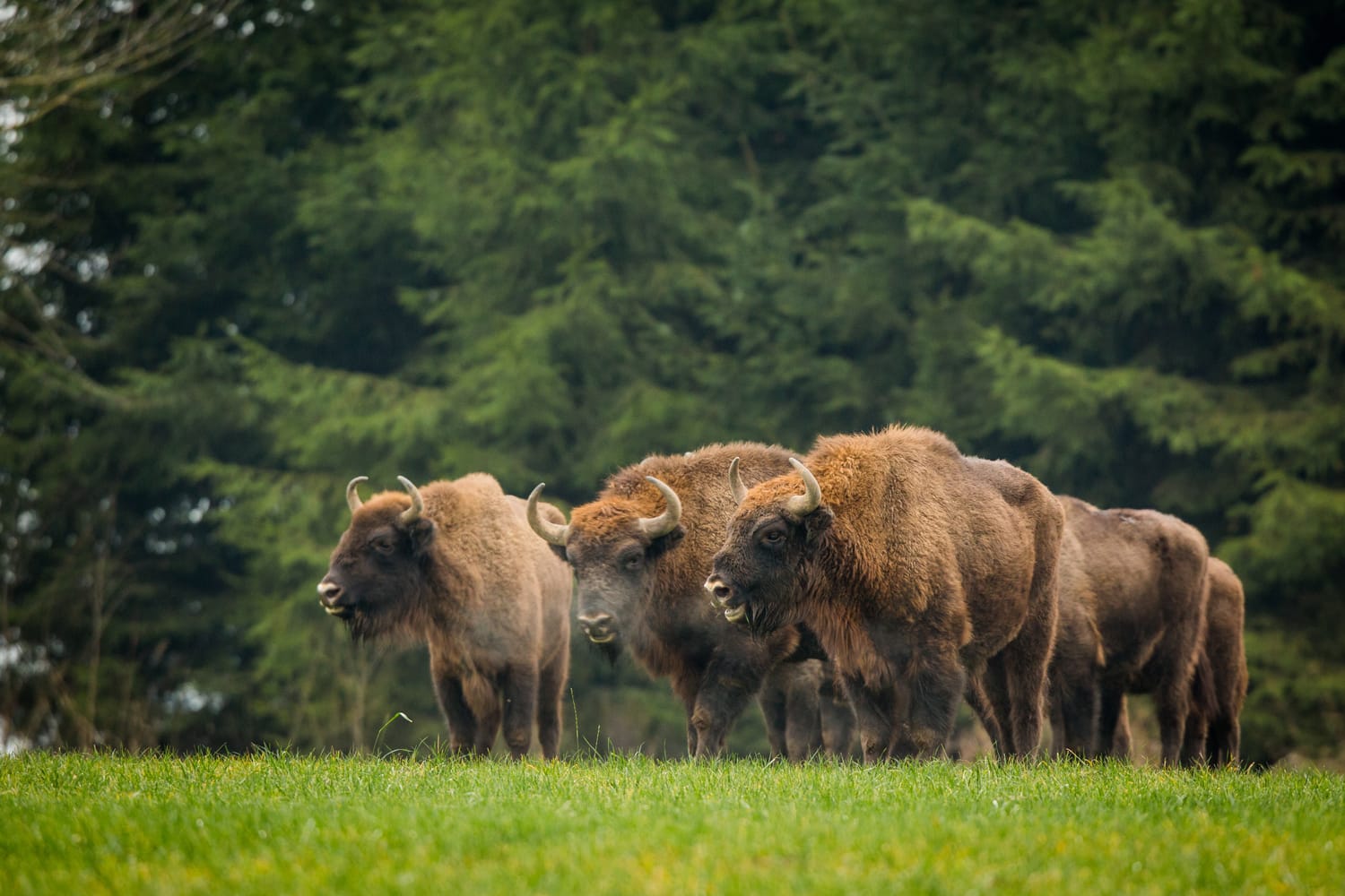 Bisons at Bialowieza National Park in Poland