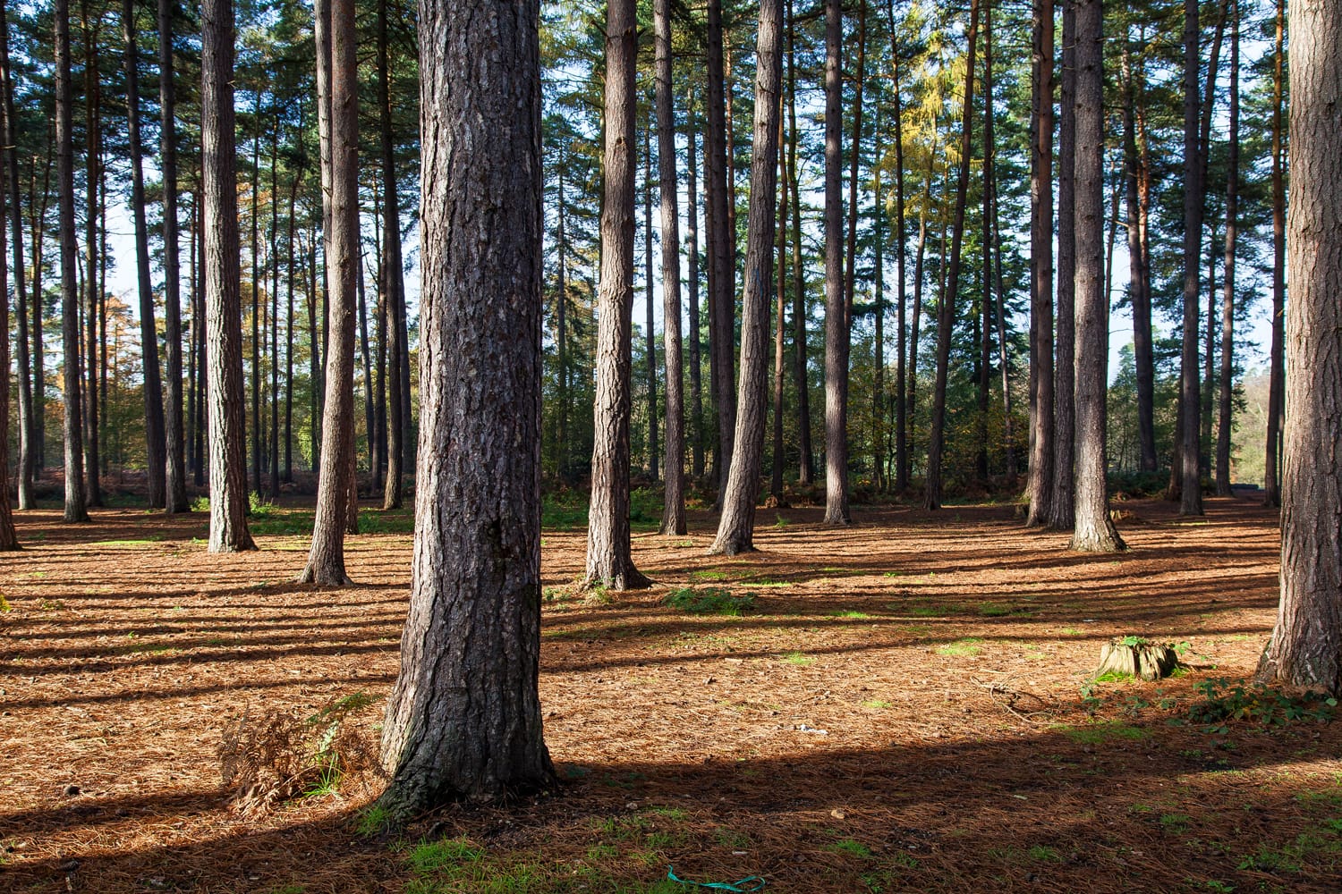 Sunlight through the trees in the pine forest of Black Park, Buckinghamshire, England