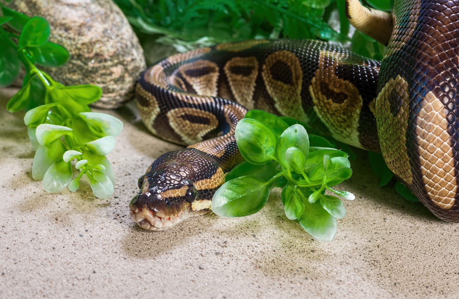 Burmese python at the London Zoo