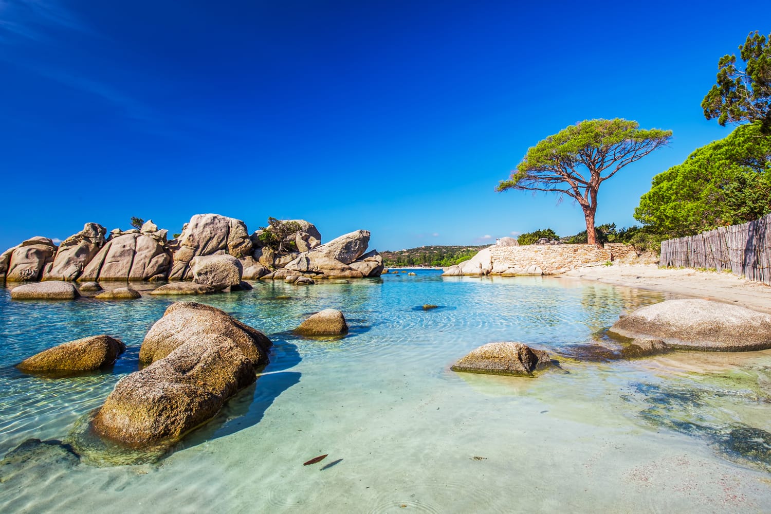 Famous pine tree on Palombaggia beach with azure clear water and sandy beach on the south part of Corsica, France
