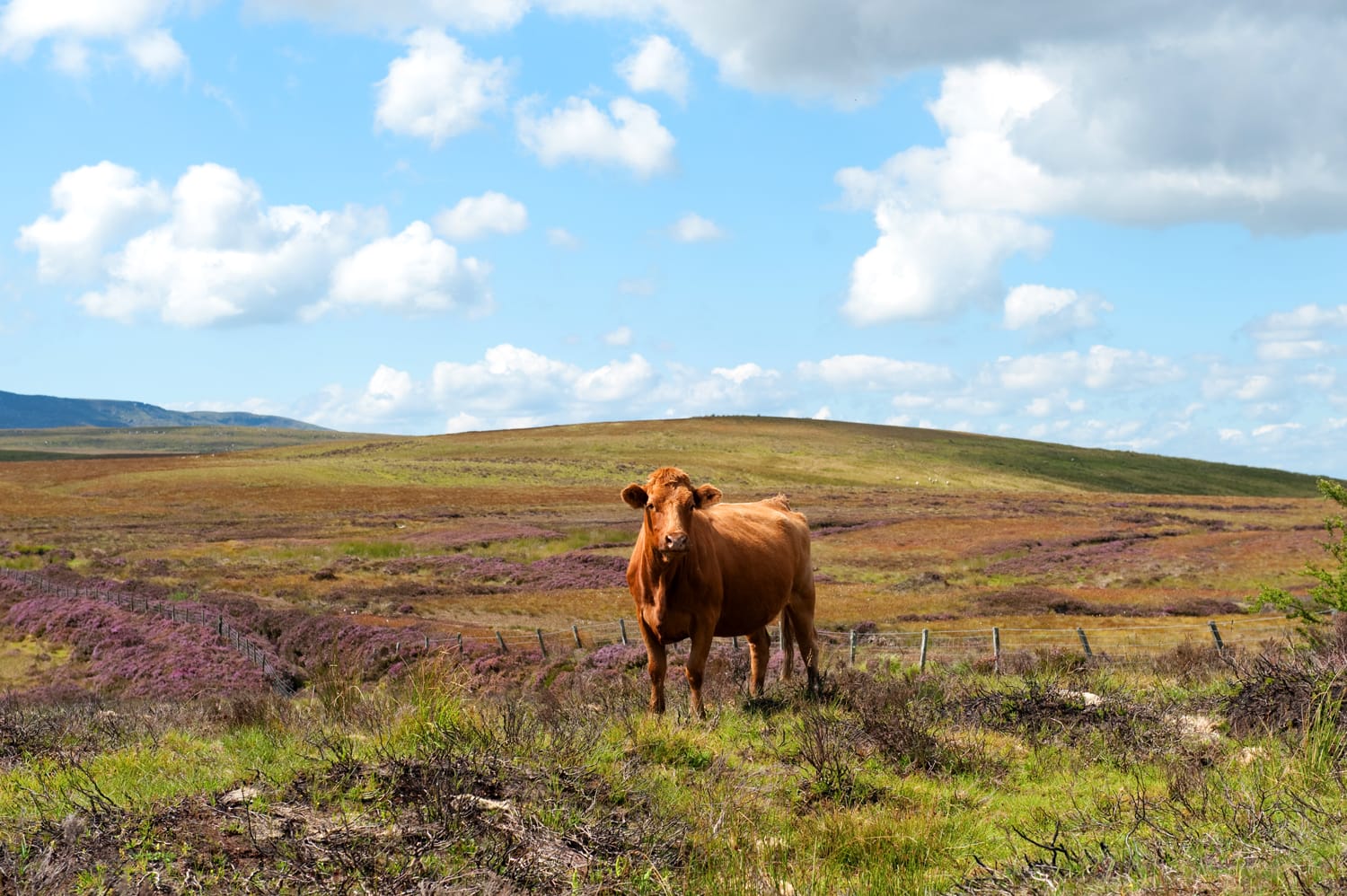 Beautiful Red cow in the Cuilcagh mountains , Ireland in summer time