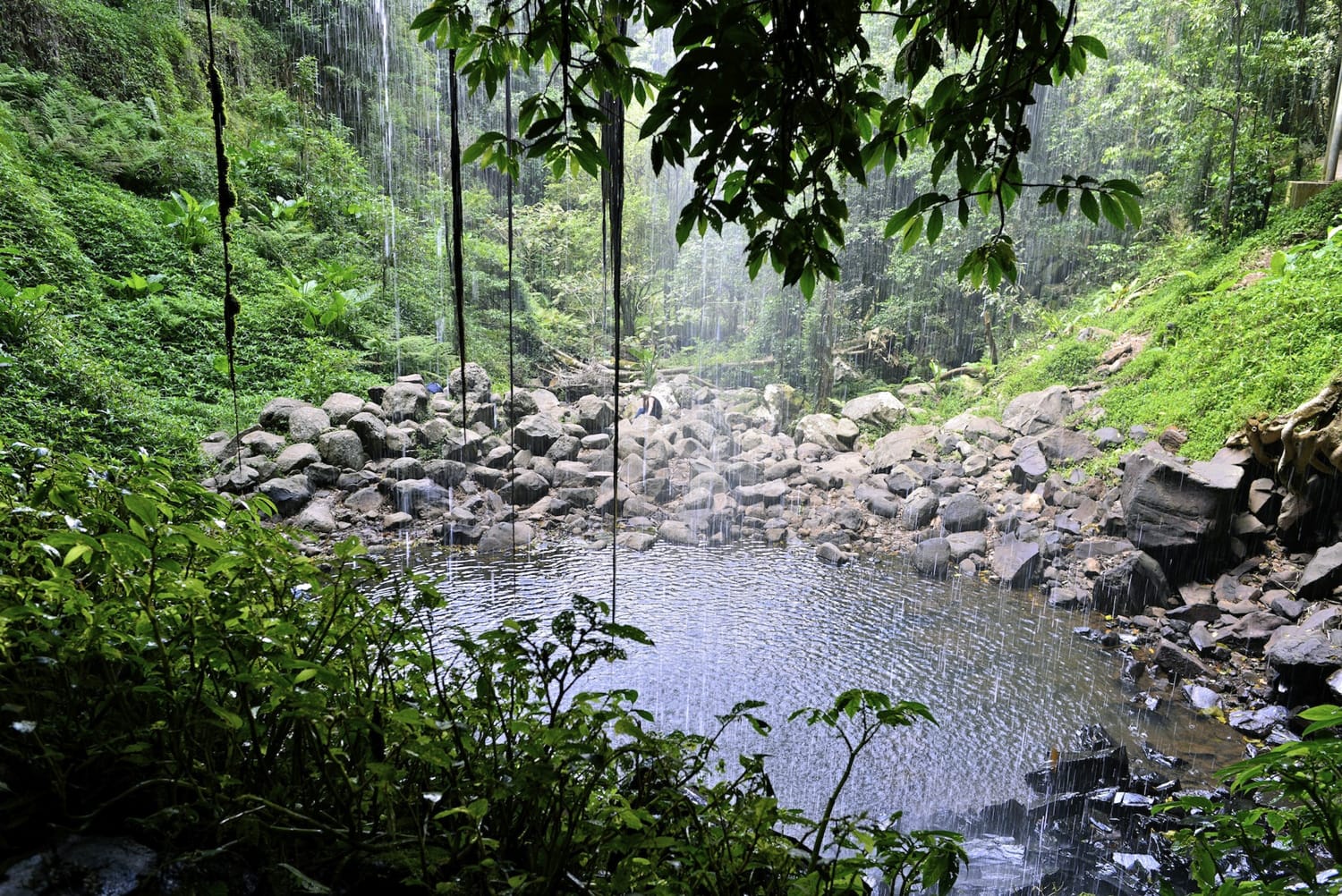 Looking out from under the waterfall at Dorrigo National Park, N.S.W. Australia.