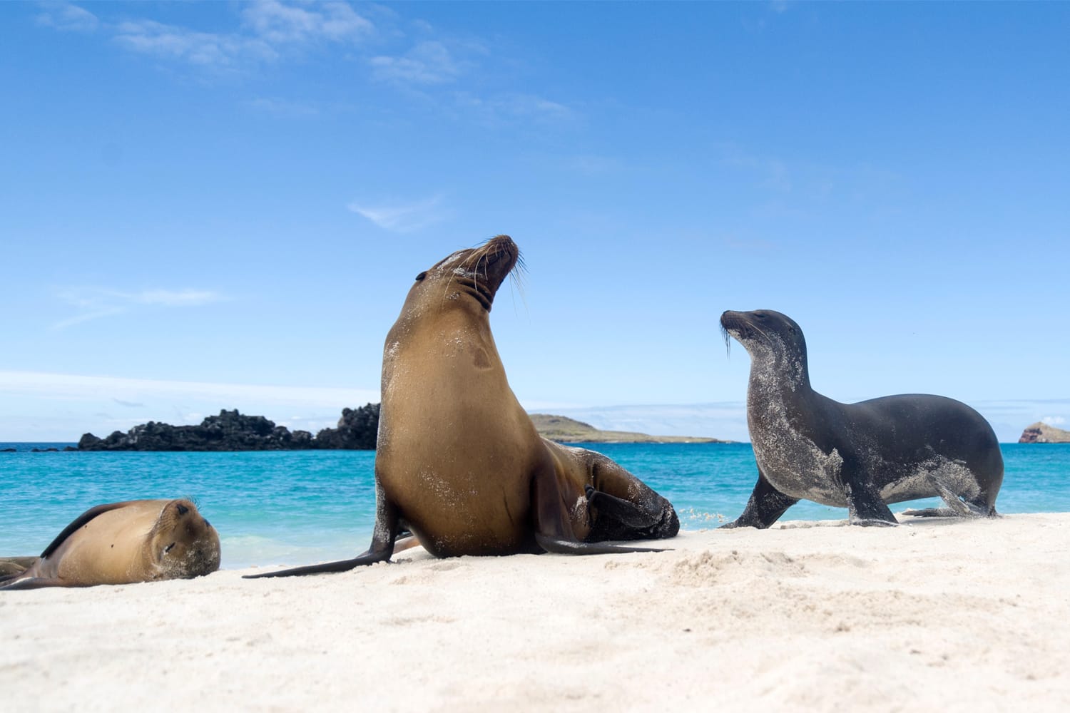 Galapagos sea lions (Zalophus californianus wollebacki) on the beach, Galapagos Islands, Ecuador