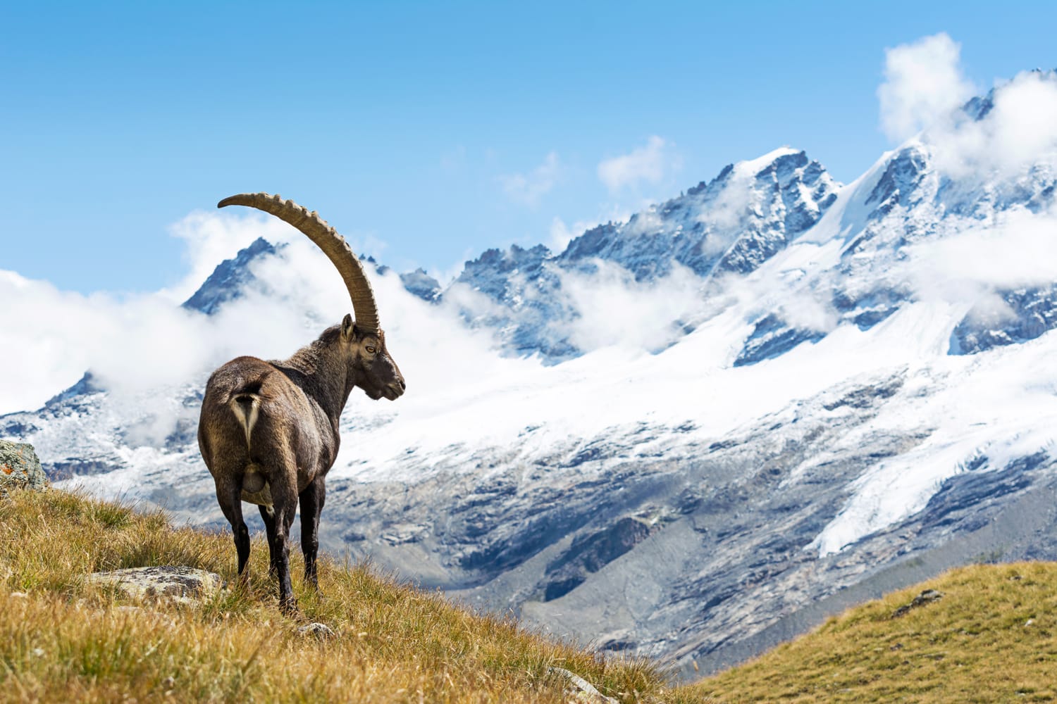 Alpine Ibex (Capra ibex), Gran Paradiso National Park, Italy
