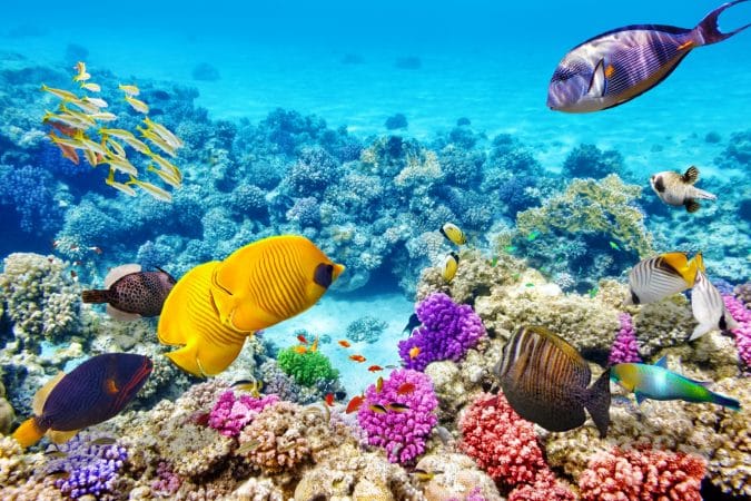 Great Barrier Reef in Australia