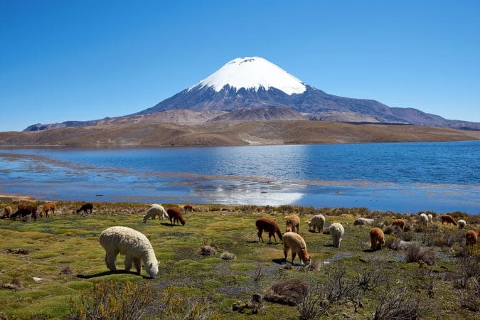 Alpaca's grazing on the shore of Lake Chungara at the base of Parinacota Volcano, 6,324m high, in the Altiplano of northern Chile.