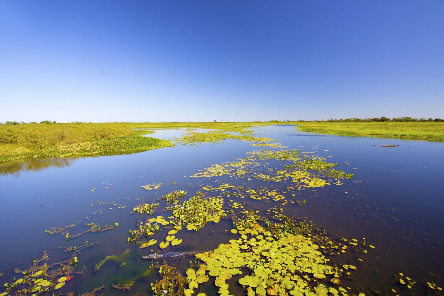 Wetland at pantanal Matogrossense National Park in Brazil