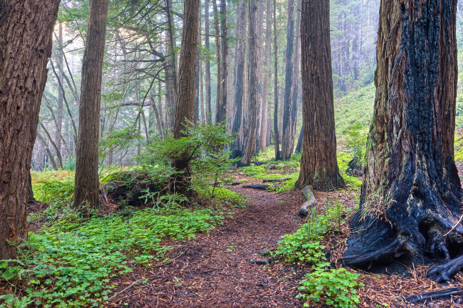 Redwood Grove and Fog, Big Sur, California