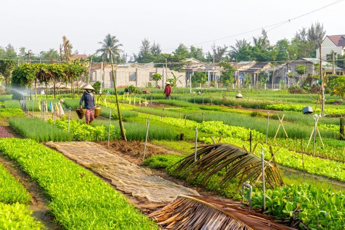 Farmers work at Vegetable Village in Hoi An, Vietnam