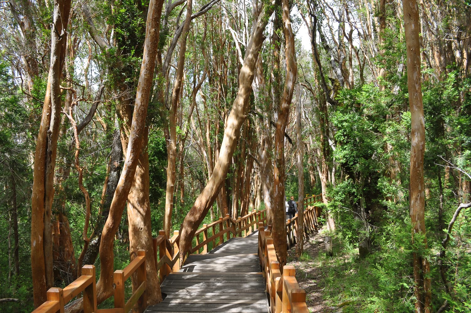 Los Arrayanes National Park in Argentina.