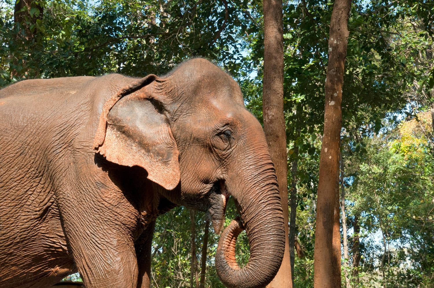 Wet Asian elephant covered in red mud in Sen Monorom Cambodia