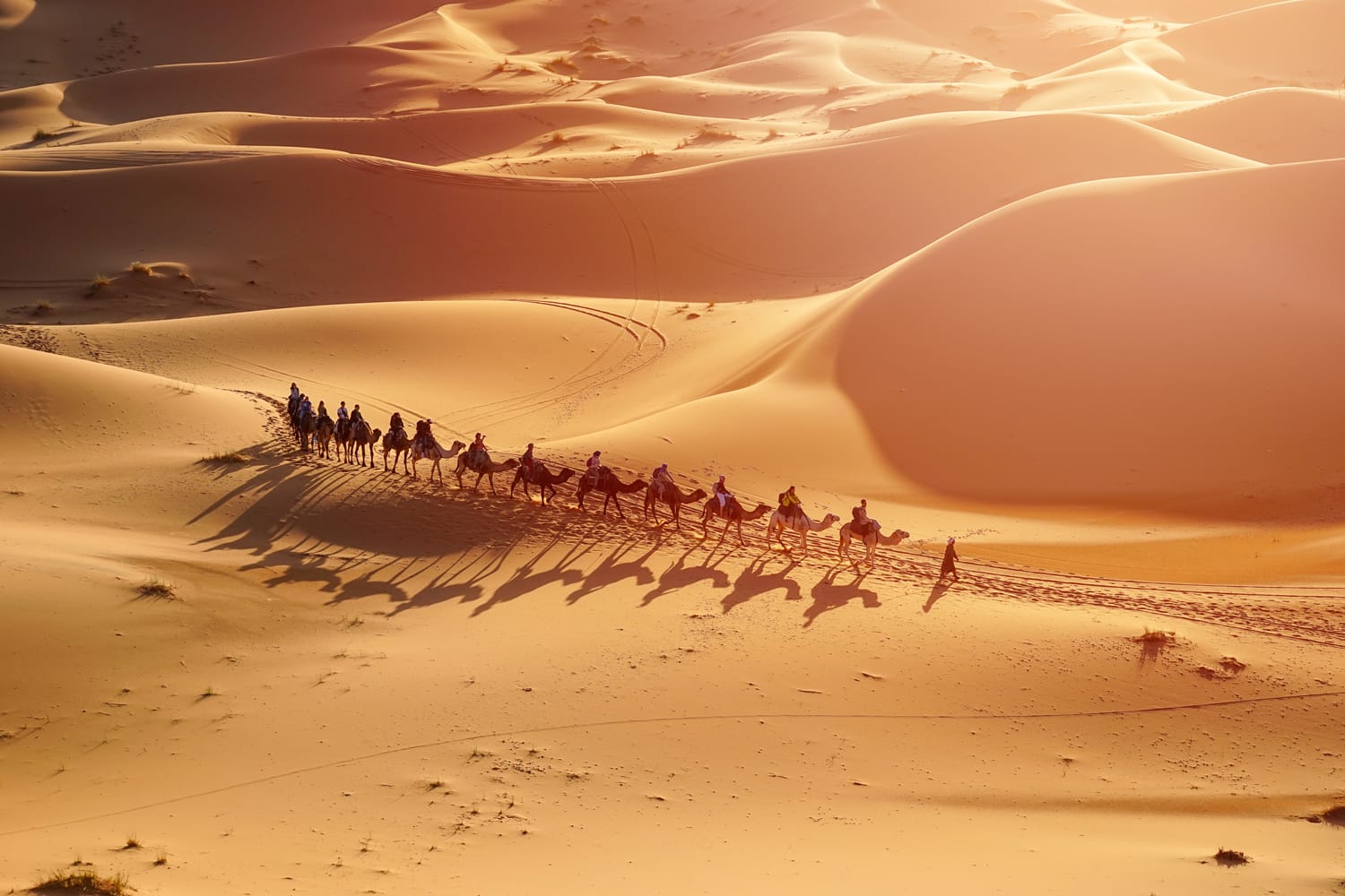 Camel Trek in Dubai, UAE