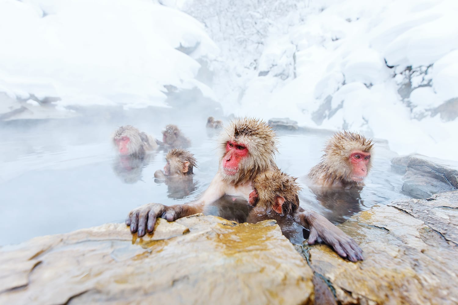 Snow Monkeys Japanese Macaques bathe in onsen hot springs of Nagano, Japan