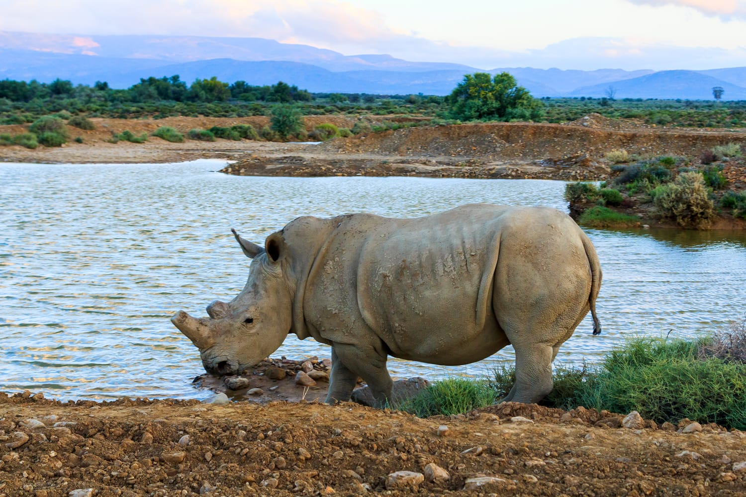 Rhino at Inverdoorn in South Africa
