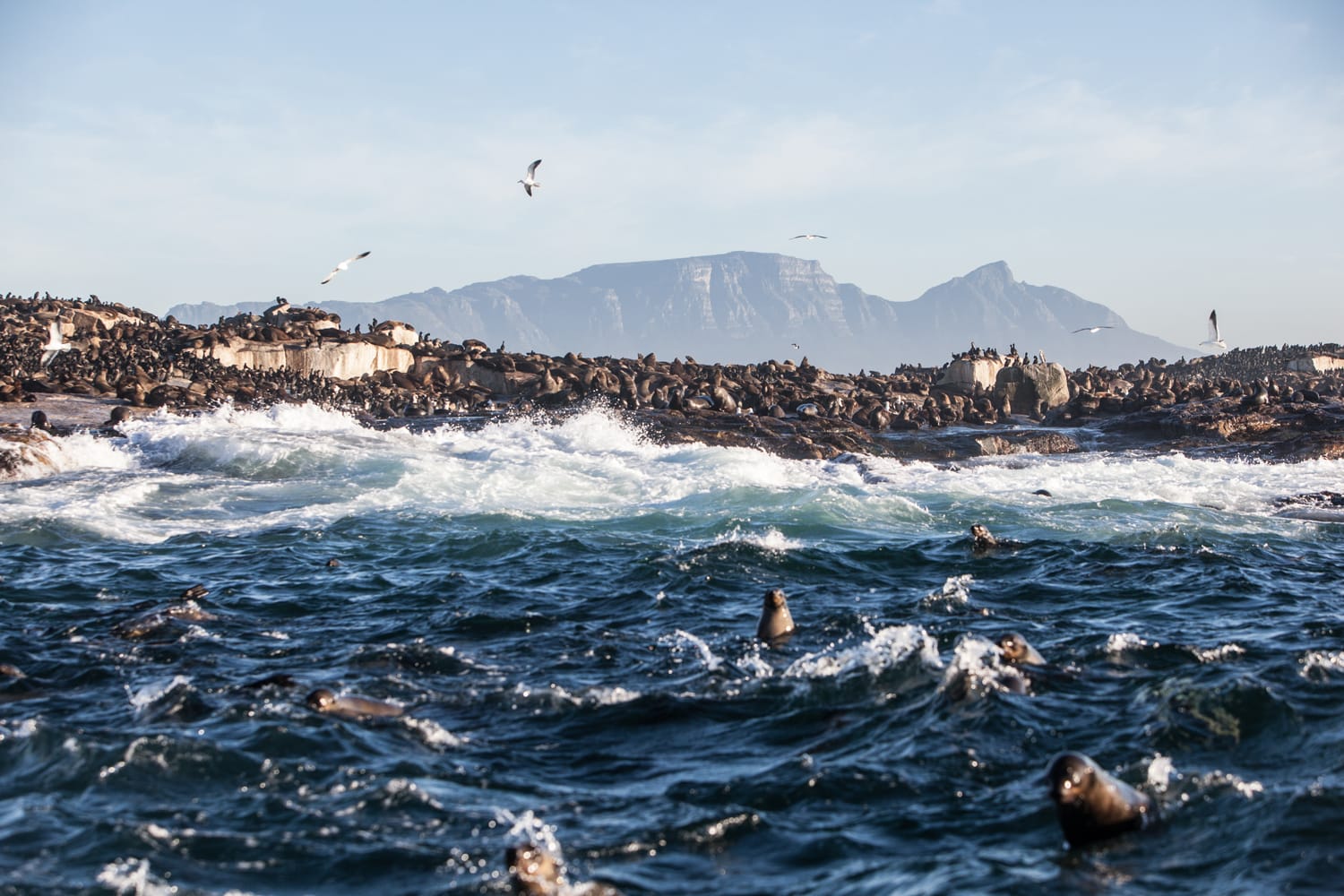 Cape Fur seals swim in the cold waters surrounding Seal Island in False Bay, South Africa