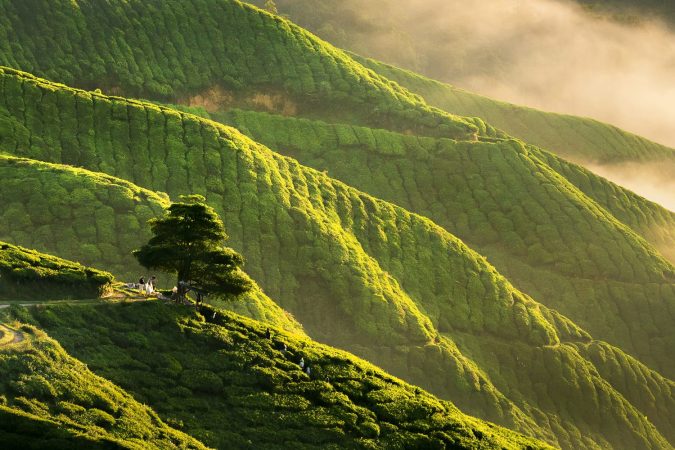 Panorama early morning sunrise over hilly tea plantation in Cameron Highlands, Pahang, Malaysia.
